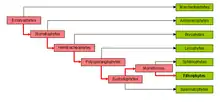 "Représentation graphique de la classification phylogénétique"