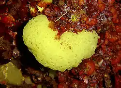 Clathrina clathrus (Porifera)