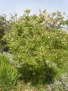 Clausena anisata, plante-hôte
