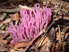 Fungi - Basidiomycota, espèce Clavaria zollingeri (un clavaire)