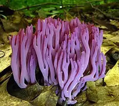 Clavaria zollingeri