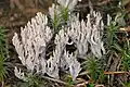 Ramaria fennica griseolilacina