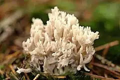 Ramaria aurea