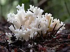 Clavulina cristata (Cantharellales, Clavulinaceae)