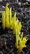 Clavulinopsis fusiformis forme des massues jaune vif réunies en touffes.