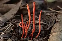 De petites pousses rouges sans feuilles percent un sol de débris et feuilles mortes.