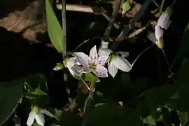 Claytonia caroliniana Michx.