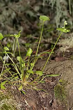 Description de l'image Claytonia perfoliata 6641.JPG.