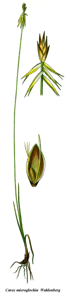 Description de l'image Cleaned-Carex microglochin.png.