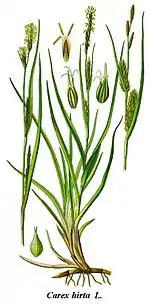 Carex : feuille souvent coupante et pliée longitudinalement, tige trigone et fleurs unisexuées rassemblées en épis.