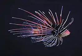 Rascasse volante étoilée (Pterois radiata)