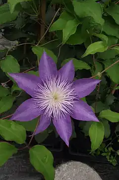 Description de l'image Clematis 'Fairy Blue'.jpg.