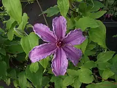 Description de l'image Clematis 'Sympatia'.jpg.