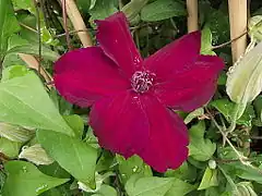 Description de l'image Clematis 'Syrena'.jpg.