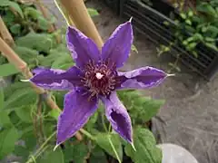 Description de l'image Clematis Alice Fisk.JPG.