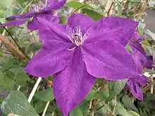 Description de l'image Clematis Amethyst Beauty 'Evipo043' 2.JPG.