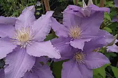 Description de l'image Clematis Angelique Evipo017 3.JPG.