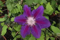 Description de l'image Clematis Anna Louise 'Evithree'.jpg.