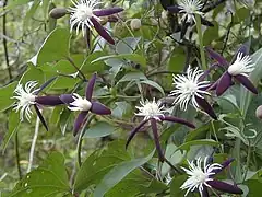 Description de l'image Clematis Aromatica.jpg.