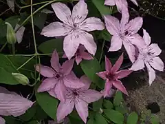 Description de l'image Clematis Hagley Hybrid 2.JPG.