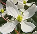 Clematis armandii (Détail fleur)