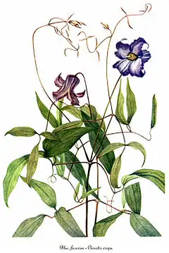 Description de l'image Clematis crispa, by Mary Vaux Walcott.jpg.