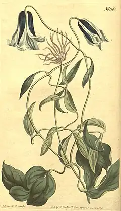 Description de l'image Clematis cylindrica.jpg.