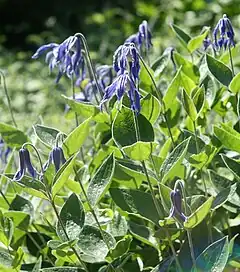 Description de l'image Clematis integrifolia 02.jpg.