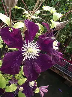 Description de l'image Clematis patens 'Warszawa Nike'.JPG.