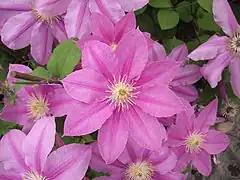 Description de l'image Clematis patens Abilène 'Evipo027'.JPG.