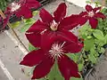 Clematis patens Rebecca 'Evipo016'