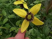 Clematite Tangutica Golden Tiara® kugotia