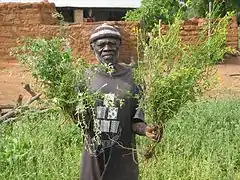 Un paysan ghanéen présente Cleome viscosa (fleurs jaunes, vénéneux pour le bétail, comestible pour les humains) et Cleome gynandra (fleurs blanches, comestible pour les humains).