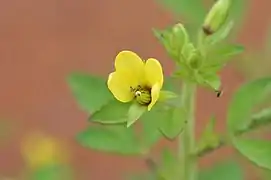 Cleome viscosa