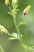 Cleome viscosa