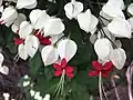 Clerodendrum thomsoniae ou Cœur de Marie.