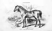 Gravure représentant un cheval nu de profil avec une encolure fine et longue.
