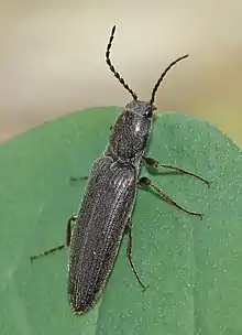 Sylvanelater cylindriformis.