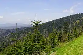Southern Appalachian spruce-fir forest près du dôme Clingmans