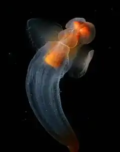 Clione limacina, un mollusque opisthobranche.