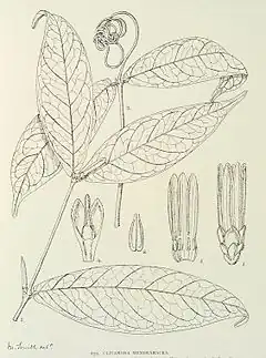 Description de l'image Clitandra membranacea-1906.jpg.
