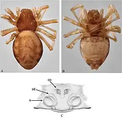 Description de l'image Clitistes velutinus (10.3897-evolsyst.2.24122) Figure 5.jpg.