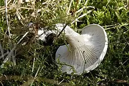 Clitopilus prunuluslames blanches décurrentes, prolongée le long du pied, sporophore pruineux