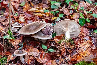 Groupe de Clitocybe nebularis gris-brun dans une hêtraie (Sonvilier, Suisse).