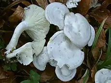 Clitocybe rivulosalames adnexées, séparées du pied, le sporophore est infundibuliforme