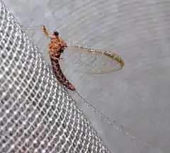 Ephemeroptera - Cloeon dipterum