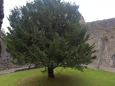 Photographie d'une cour carrée engazonnée au centre de laquelle pousse un arbre de haute tige.