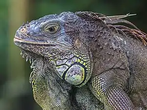 un Iguana iguana (Iguane vert) au zoo de Singapour