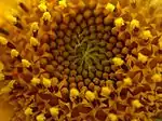 Détail d'une fleur de tournesol