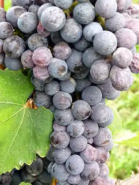 Nebbiolo